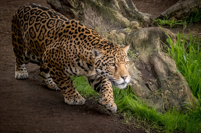 Jaguar