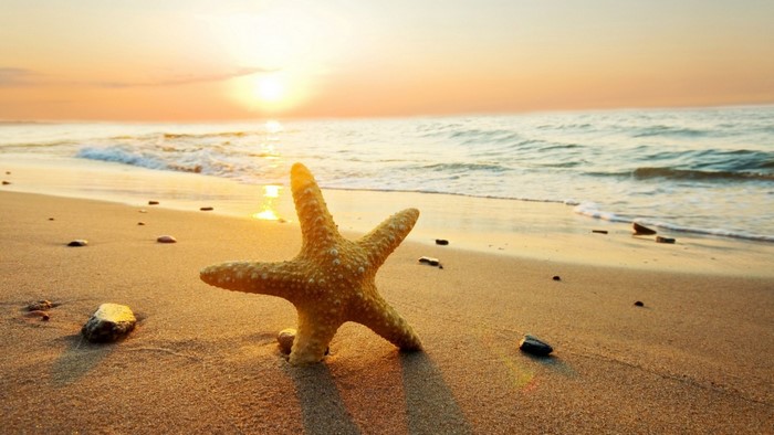 Starfish on a Sandy Beach at Sunset