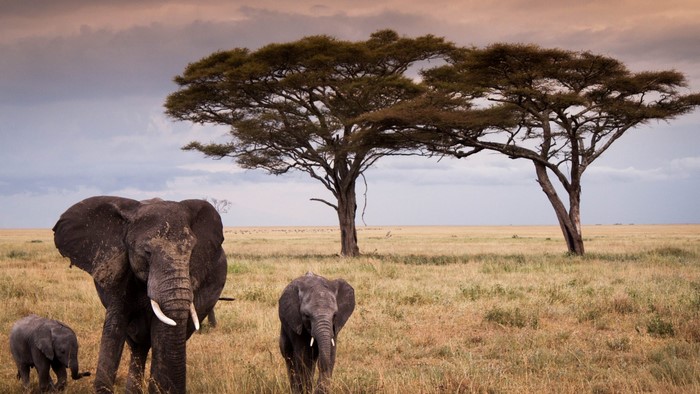 Elephants in Serengeti National Park