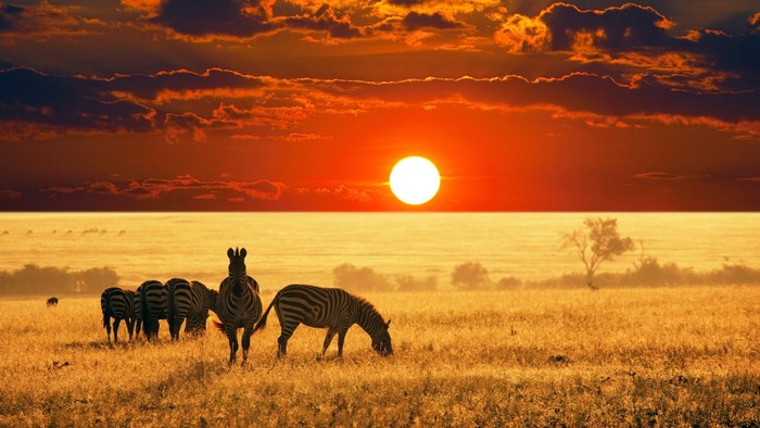 Zebras grazing in the African Savannah at sunset
