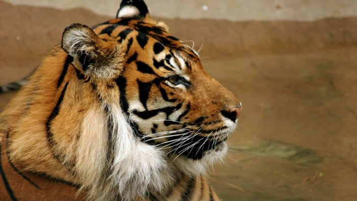 Tiger in profile