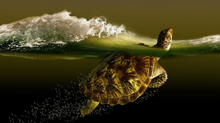 Sea Turtle Swimming Under a Wave
