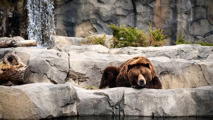 Brown Bear Sleeping by Waterfall