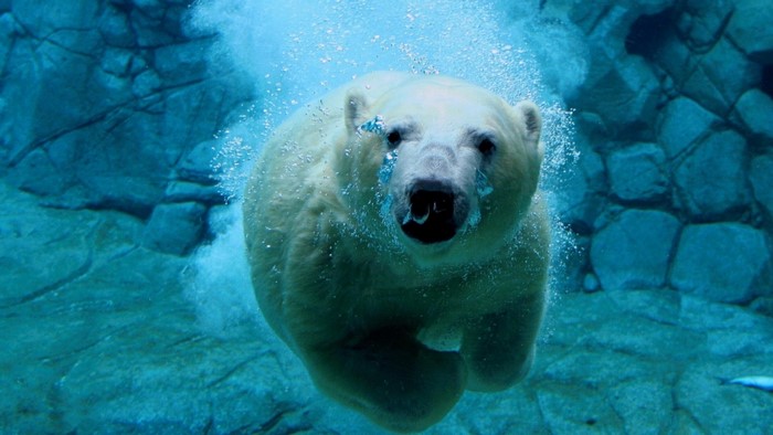Polar Bear Swimming Underwater