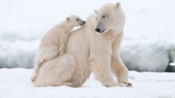 Polar bear with cub in snow