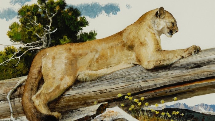Mountain Lion on a log painting