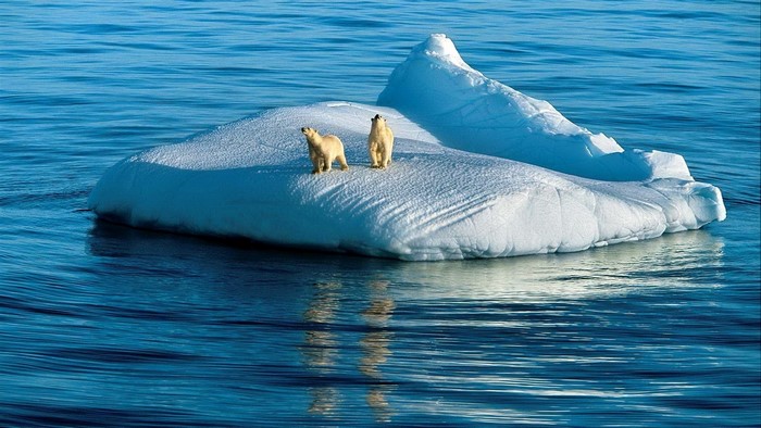 Two polar bears on an iceberg