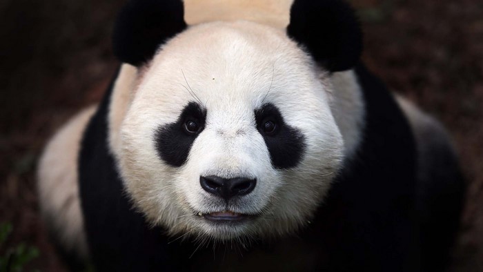 Close up of a giant panda bear
