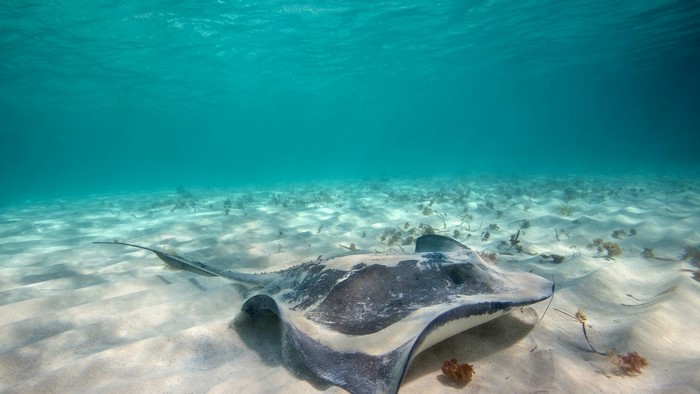 Stingray swimming underwater on sandy seabed