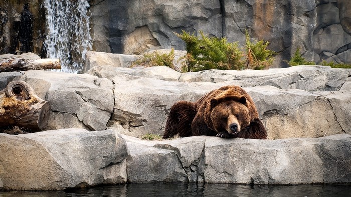 Grizzly Bear Sleeping on Rocks by Waterfall