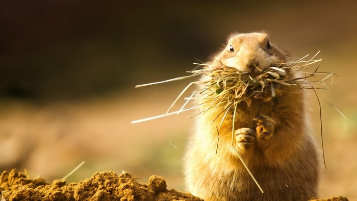 Prairie dog carrying a mouthful of grass