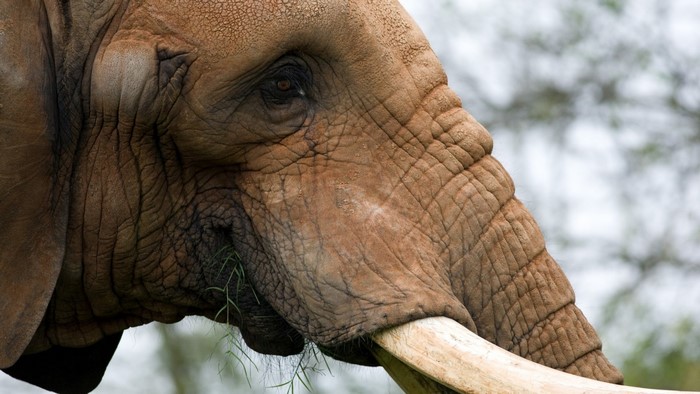 Close-up portrait of an elephant eating grass
