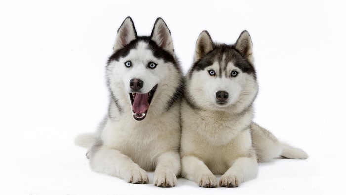 Two Siberian Huskies on White Background
