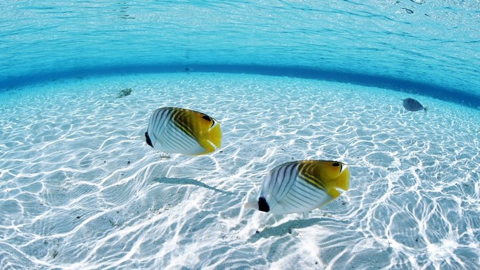 Two butterflyfish swim in clear tropical water