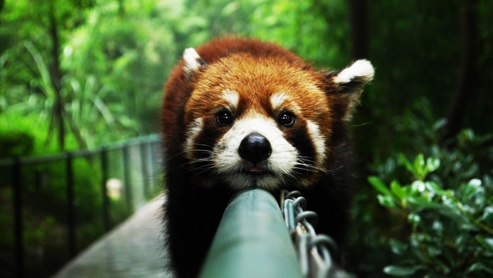 Red Panda resting on a railing