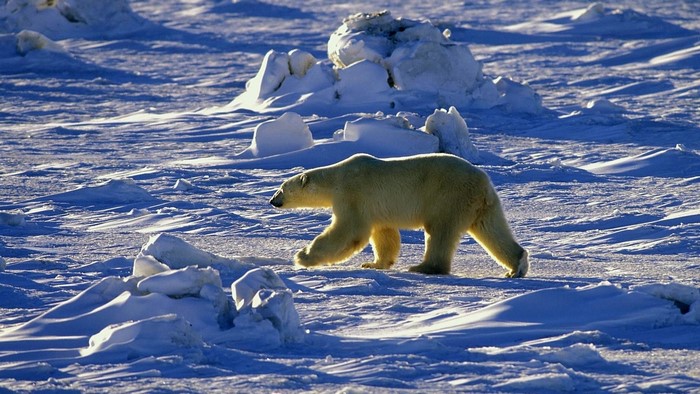 Polar bear walking on ice
