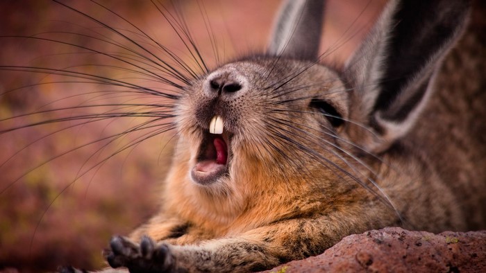 Yawning Mountain Viscacha with large incisors