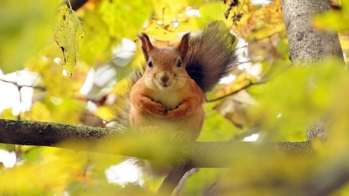 Squirrel sitting on a tree branch