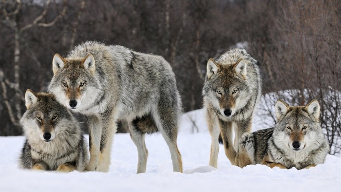 Four wolves in a snowy forest