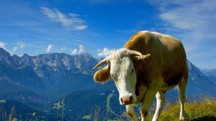 Cow on a mountain top with mountains in the background
