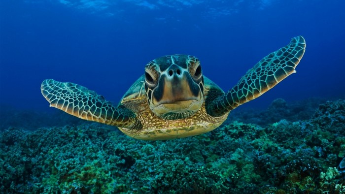 Sea Turtle Swimming Over Coral Reef