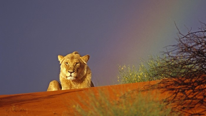 Lion on a sand dune with a rainbow