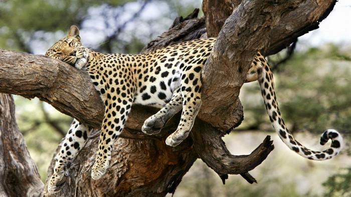 Leopard sleeping on a tree branch