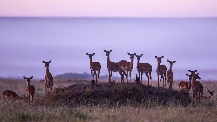 Impalas in Musiara Marsh at Dusk