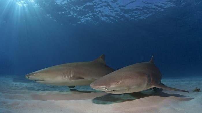 Two Lemon Sharks Swimming Over Sandy Seabed