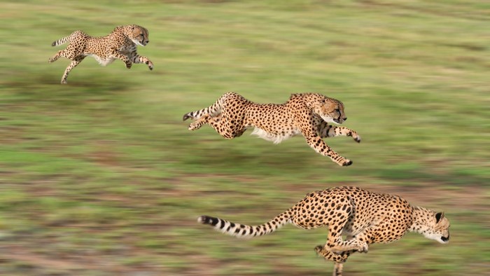 Three cheetahs running across a grassy field