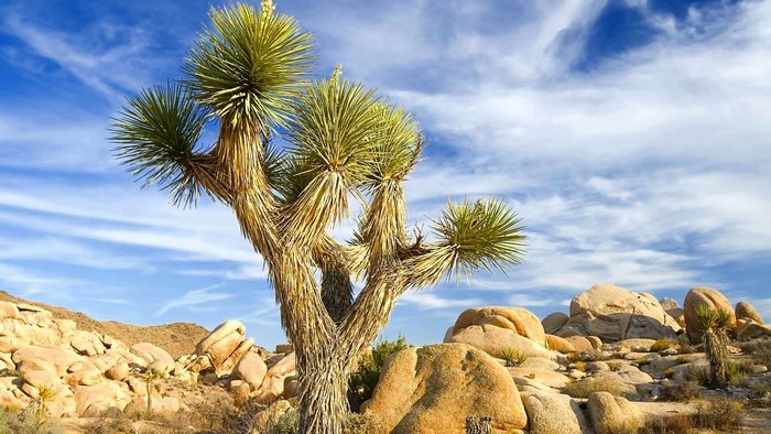 Joshua Tree in the High Desert
