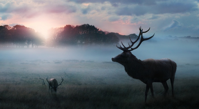 Deer in Foggy Field at Sunrise