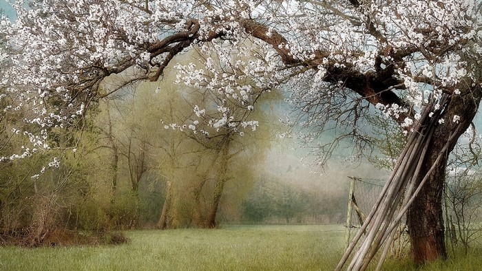 Spring trees with white blossoms in a grassy field