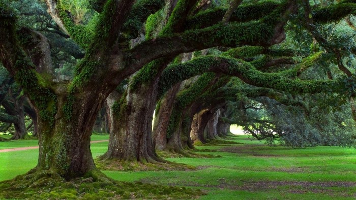 Old oak trees covered in moss and ferns