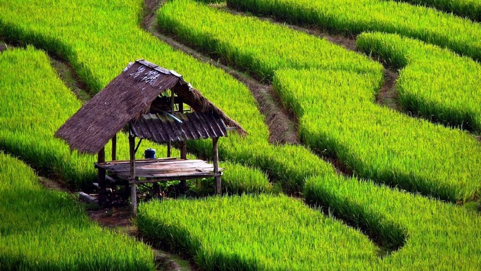 Paddy field with a small hut