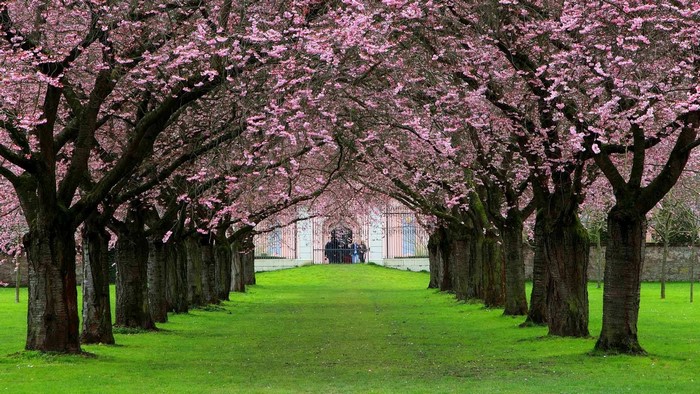 Schwetzinger Schlossgarten cherry blossom avenue