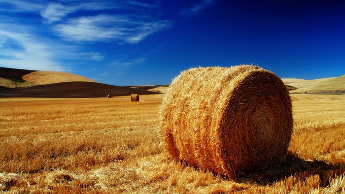 Hay bales in the Palouse fields under a blue sky