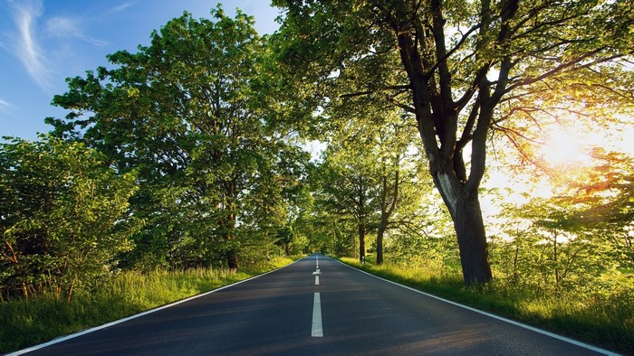 Scenic Drive Through Tree-Lined Road
