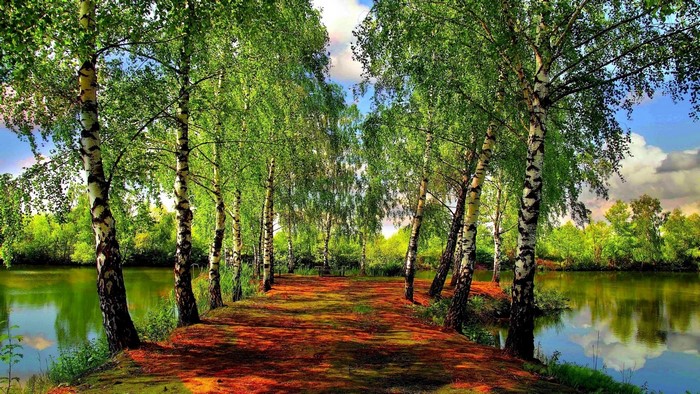 Tree lined lake with path