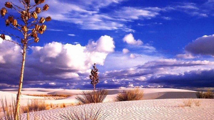 White Sands Desert with Yucca Plant and Clouds