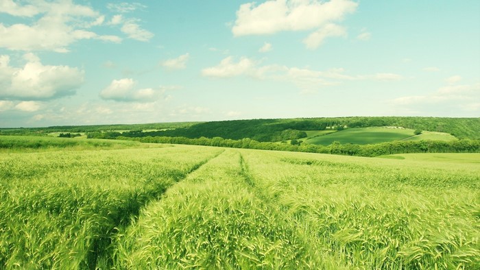 Green Grass Field with Rolling Hills and Clouds