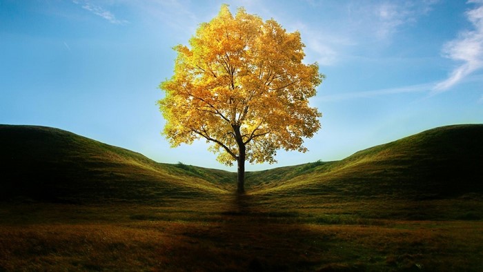 Lone tree with golden leaves on a hill