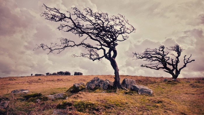 Lonely old trees on a hill