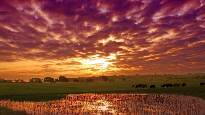 Cows grazing under a dramatic sunset sky
