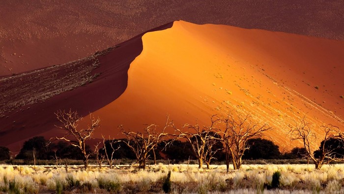 Sossusvlei Desert Dunes with Dead Trees