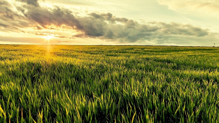 Tall Grass Landscape at Sunset