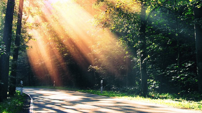 Sunbeams through forest trees onto a road