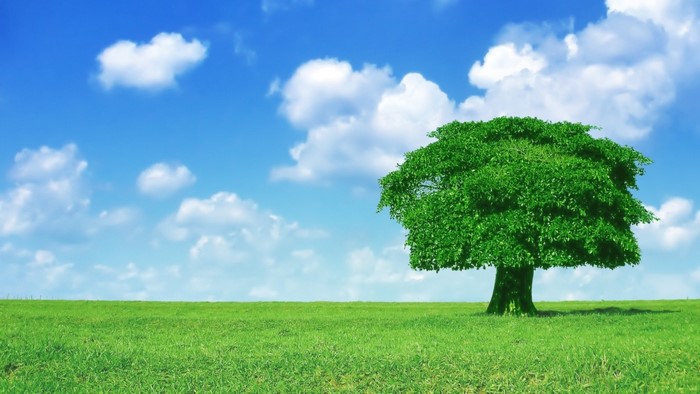Green tree on a grassy field under a blue sky