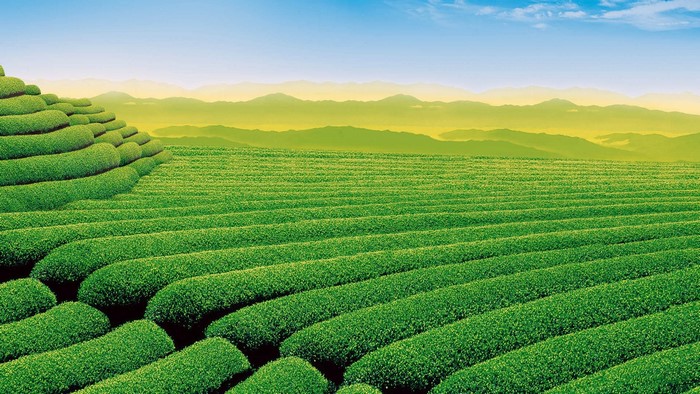 Green tea fields on rolling hills