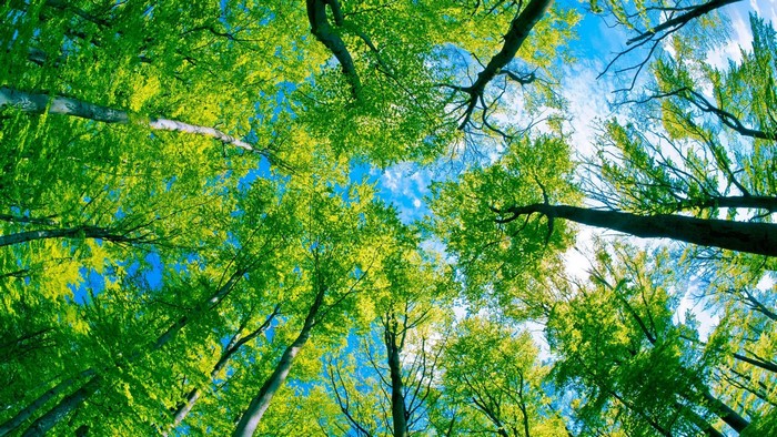Looking up through green trees to the sky